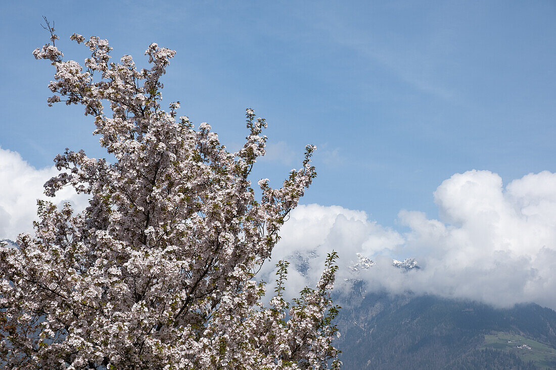 Kirschblüte im Etschtal, Vinschgau, Südtirol, Italien, Europa