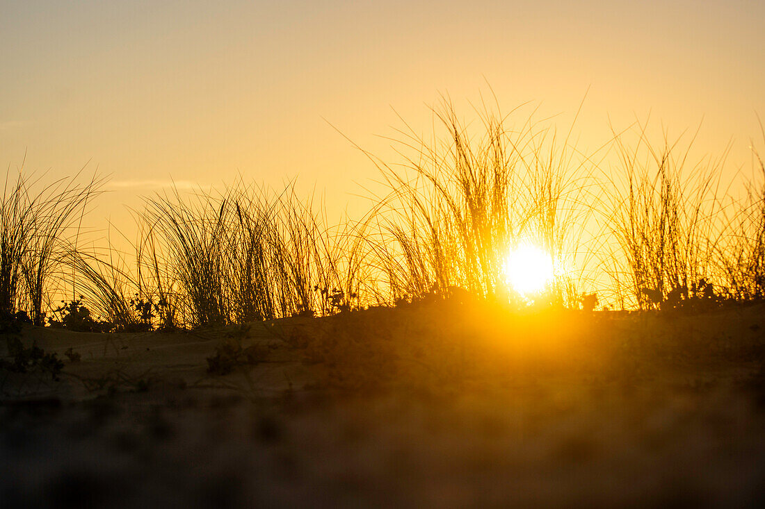 Sonne scheint durch Gras auf Dünen