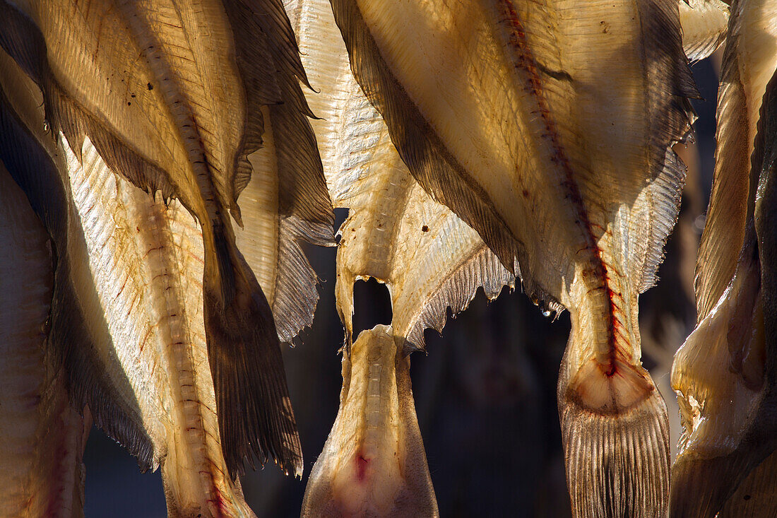 Schwarzer Heilbutt, Reinhardtius hippoglossoides, Trockenfisch, Nord-Groenland, Grönland