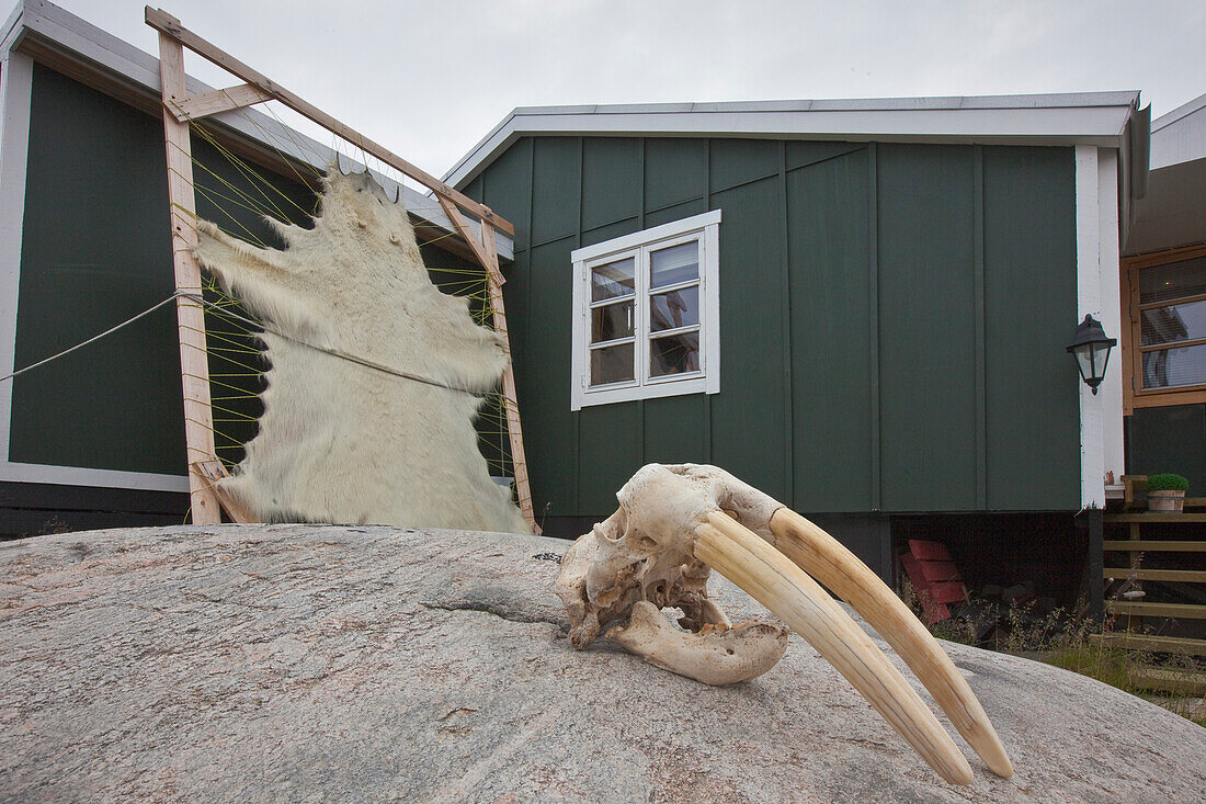 Walross, Odobenus rosmarus, Schädel mit langen Hauern auf einem Felsen, Disko-Bucht, Ilulissat, Nordamerika, West-Grönland