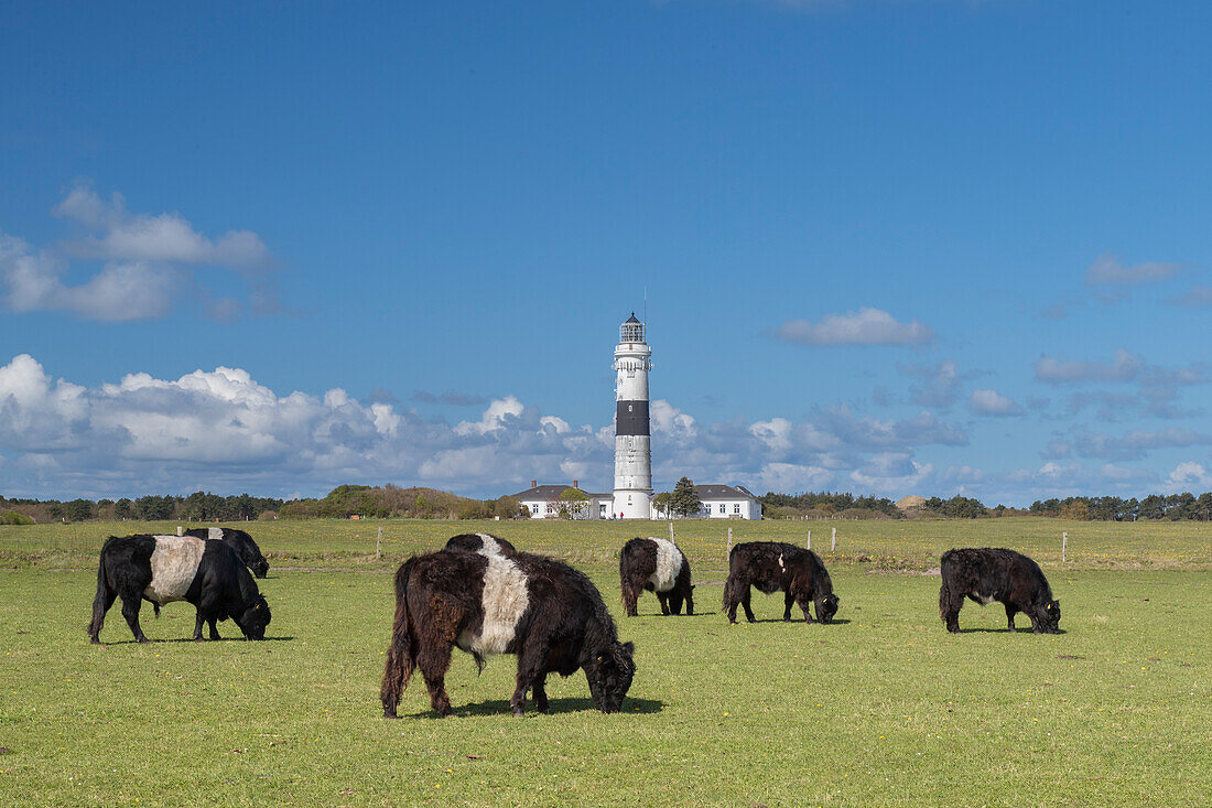  Kampen Lighthouse and Belted Galloways, Sylt Island, North Frisia, Schleswig-Holstein, Germany 