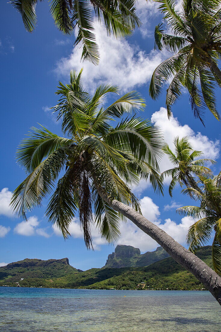 Kokosnusspalmen, Lagune und Berge, Bora Bora, Inseln unter dem Winde, Französisch-Polynesien, Südpazifik