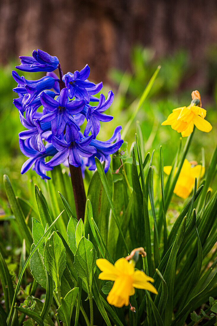 Die blauen Blüten der Gartenhyazinthe (Hyacinthus orientalis) blühen im Frühling neben kleinen gelben Narzissen (Narcissus pseudonarcissus L.), Jena, Thüringen, Deutschland