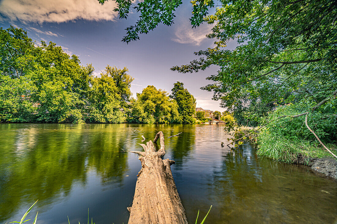  Dead wood protrudes into the river Saale in summer, reflection of the riverside trees, Jena, Thuringia, Germany 