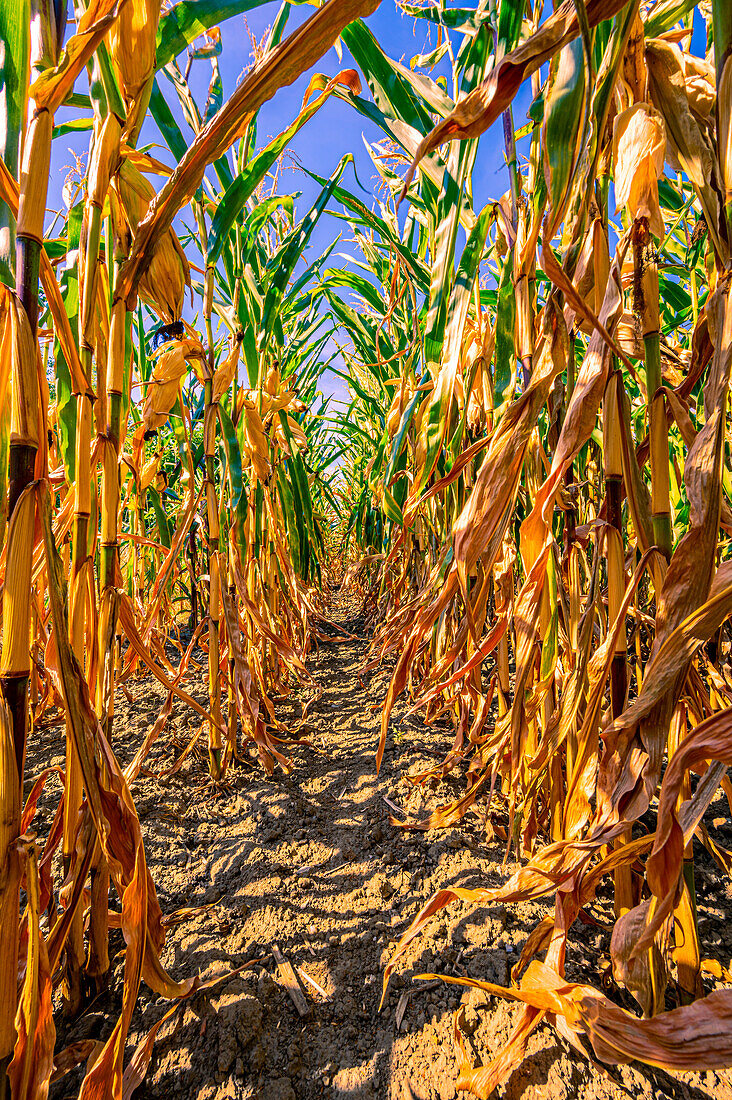  Dried cornfield in late summer with blue sky and sunshine, Hanover, Lower Saxony, Germany 