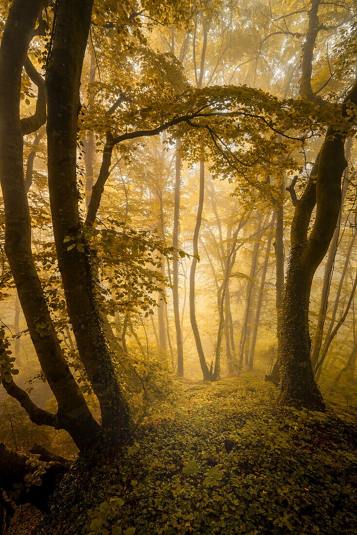  Foggy autumn morning in a beech forest south of Munich, Bavaria, Germany, Europe 