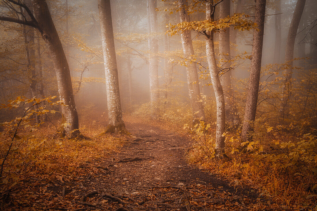  Morning mist in an autumnal beech forest near Andechs Monastery, Bavaria, Germany 