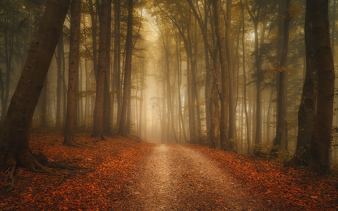  Morning mist in an autumnal beech forest near Andechs Monastery, Bavaria, Germany 