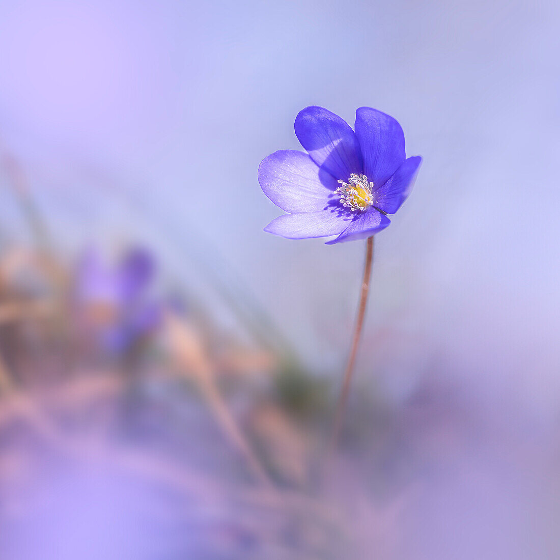 Leberblümchen im Frühlingswald, Bayern, Deutschland, Europa