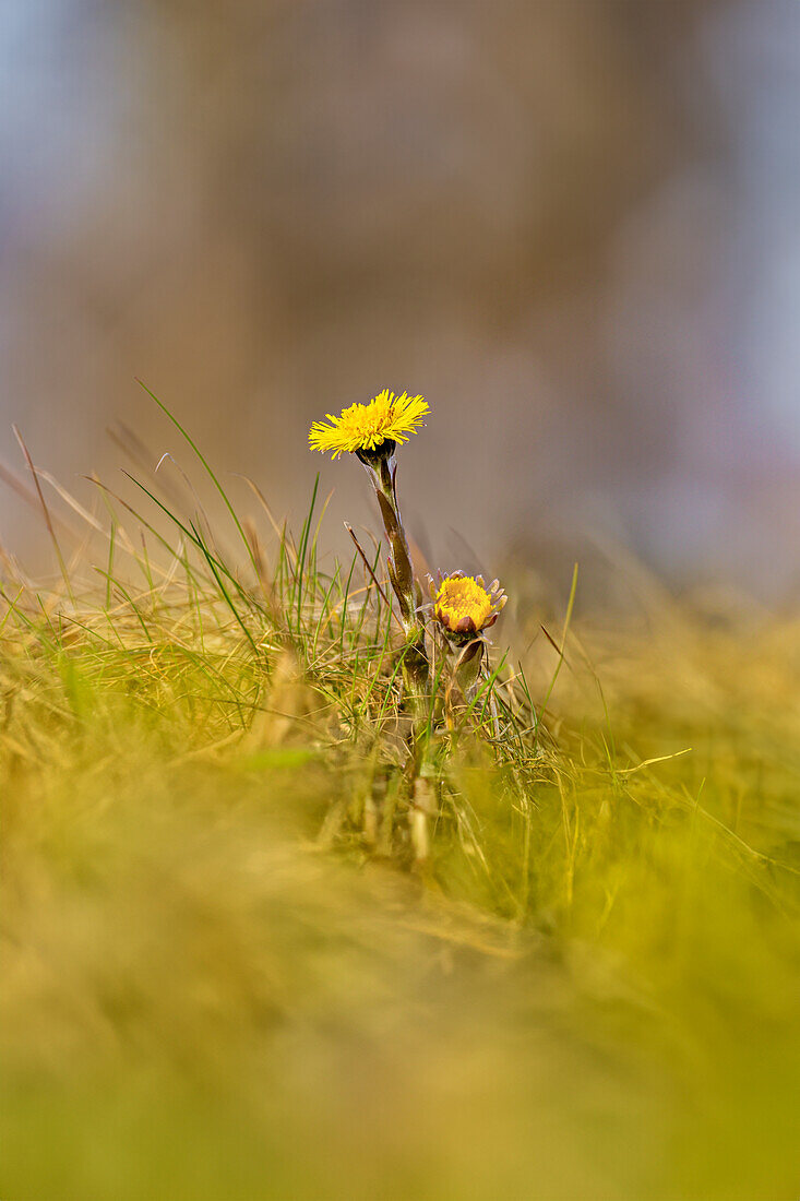  Coltsfoot in spring light, Bavaria, Germany        