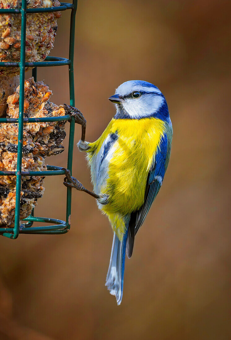  Great tit in early spring at the feeding place, Upper Bavaria, Germany 