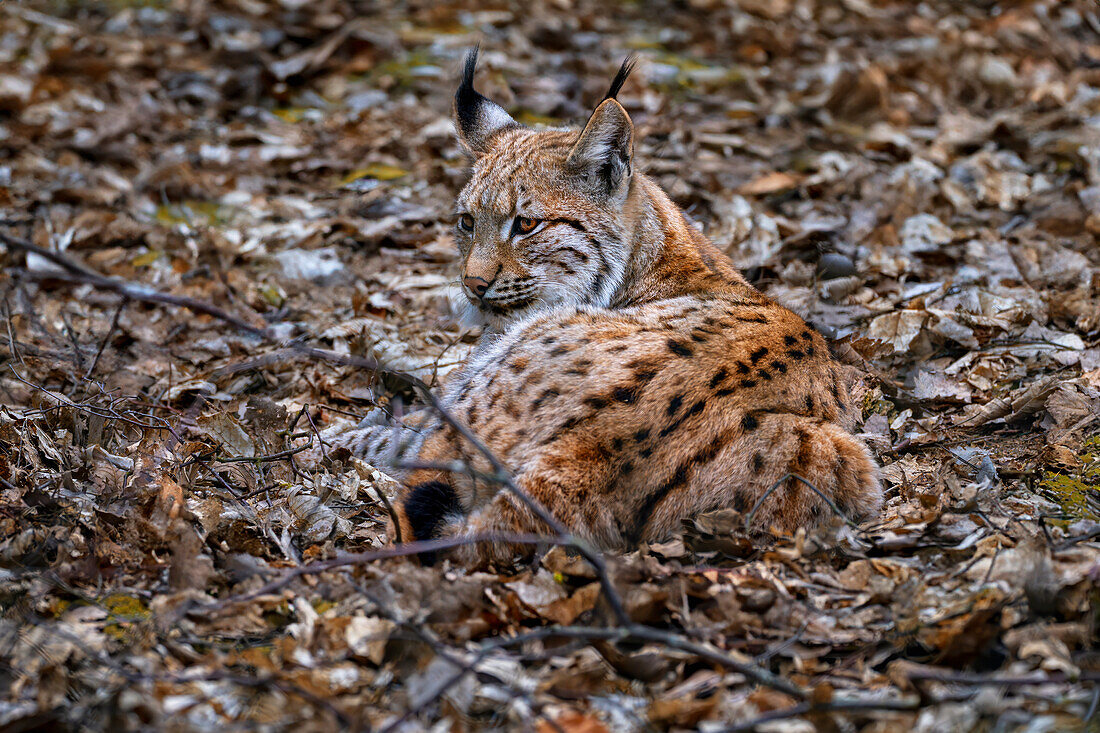 Eurasischer Luchs im Nationalpark Bayerischer Wald, Bayern, Deutschland