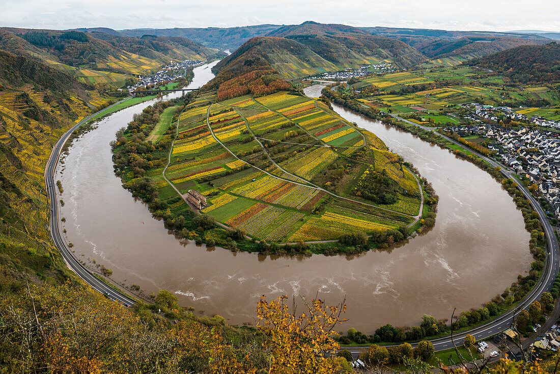  Autumnal colored vineyards and Moselle loop, Bremm, Mosel, Rhineland-Palatinate, Germany 