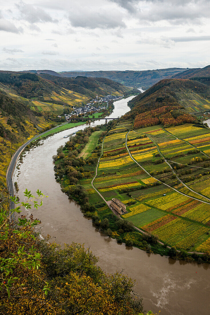  Autumnal colored vineyards and Moselle loop, Bremm, Mosel, Rhineland-Palatinate, Germany 