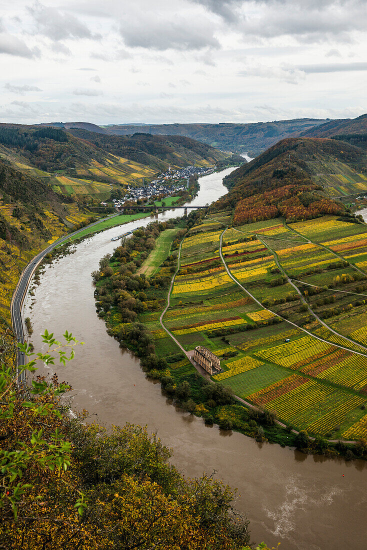 Herbstlich verfärbte Weinberge und Moselschleife, Bremm, Mosel, Rheinland-Pfalz, Deutschland