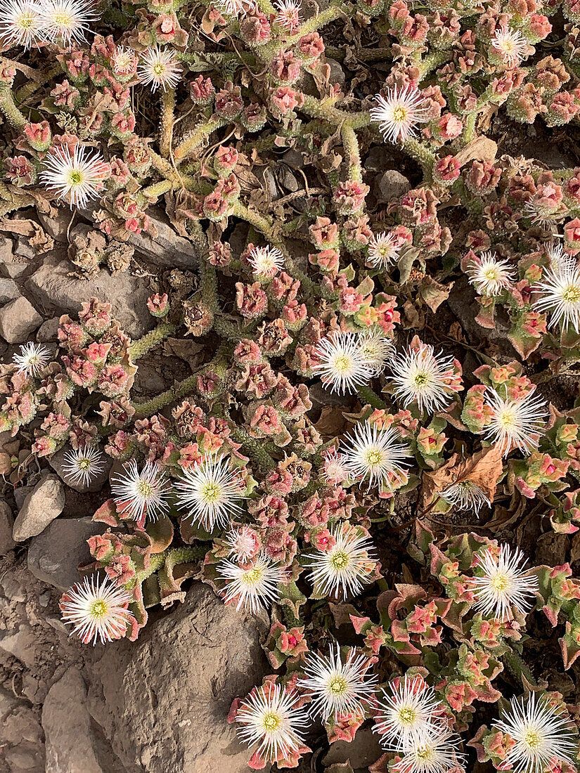 Eiskraut (Mesembryanthemum crystallinum), Madeira, Portugal, Europa