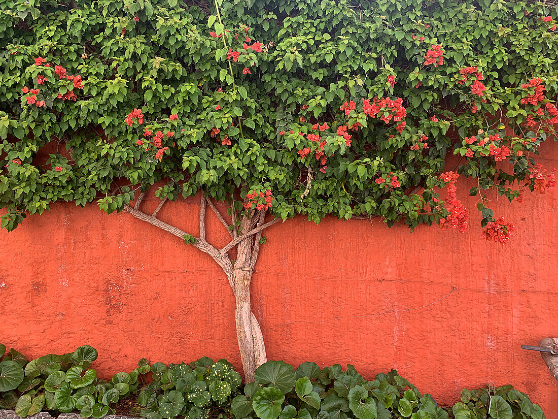 Rote Bougainvillea vor roter Wand, Madeira, Portugal, Europa