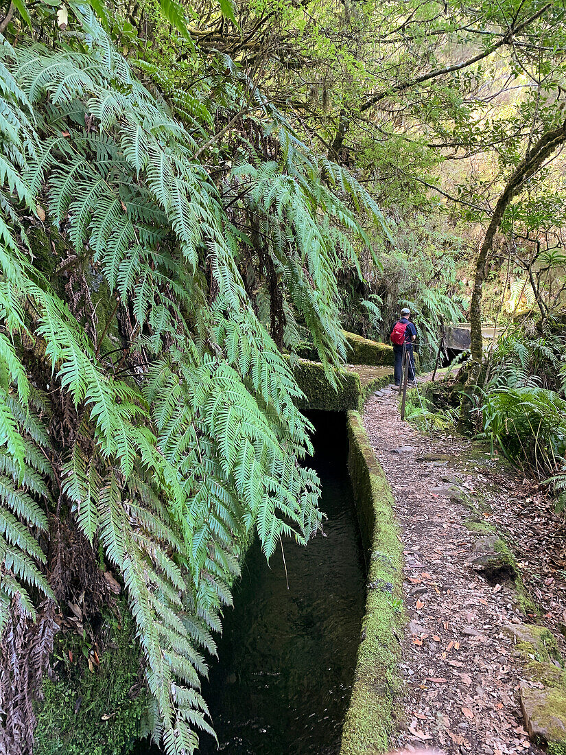 Levada do Norte mit Riesenfarn, Levadas, Madeira, Portugal, Europa