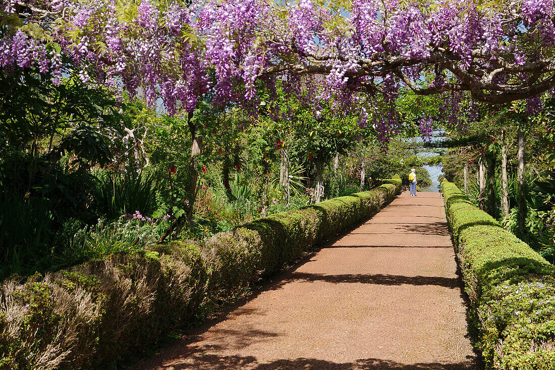 Jardines Palheiro, Blauregen über einem Gartenweg, Madeira, Portugal, Europa