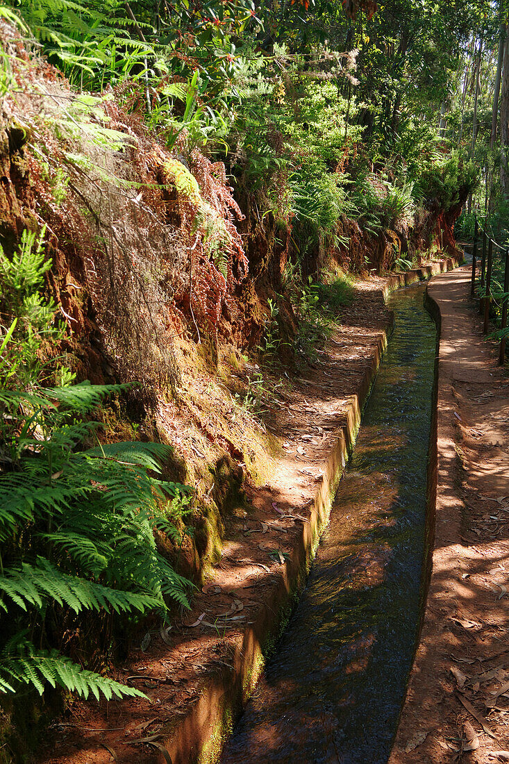 Wanderung an den Levadas, Levada de Rei, Madeira, Portugal, Europa