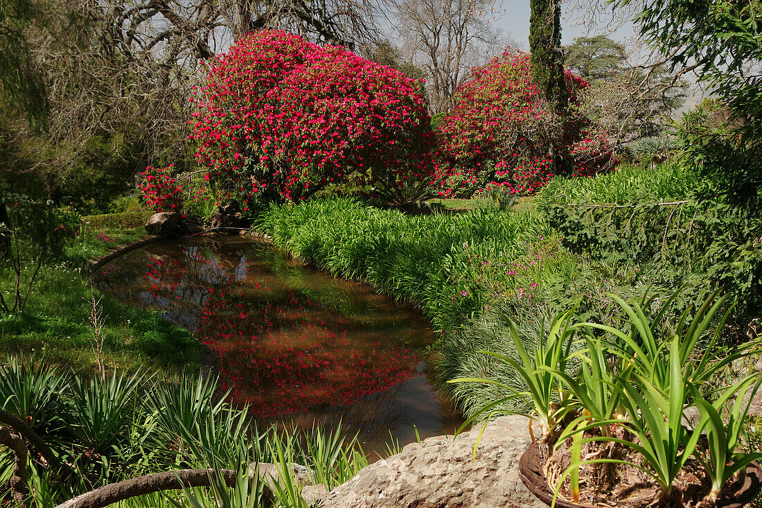  Madeira, Palheiro Garden with pond and rhododendron 