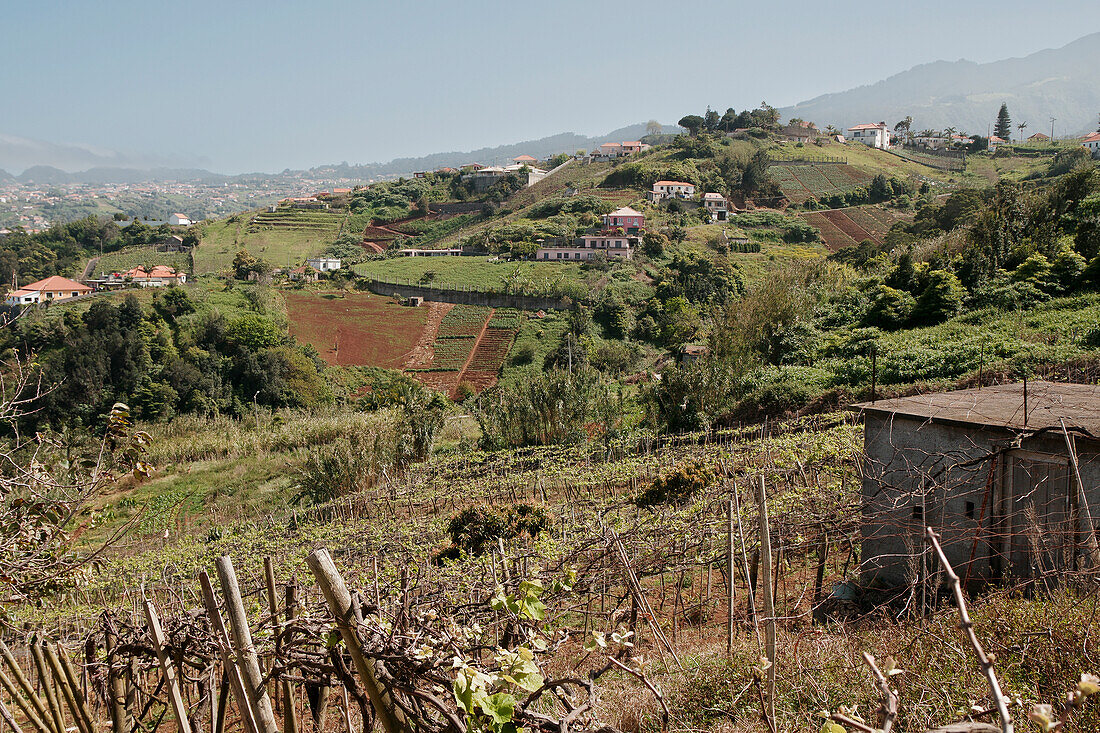  Madeira, view over a vineyard to hill 