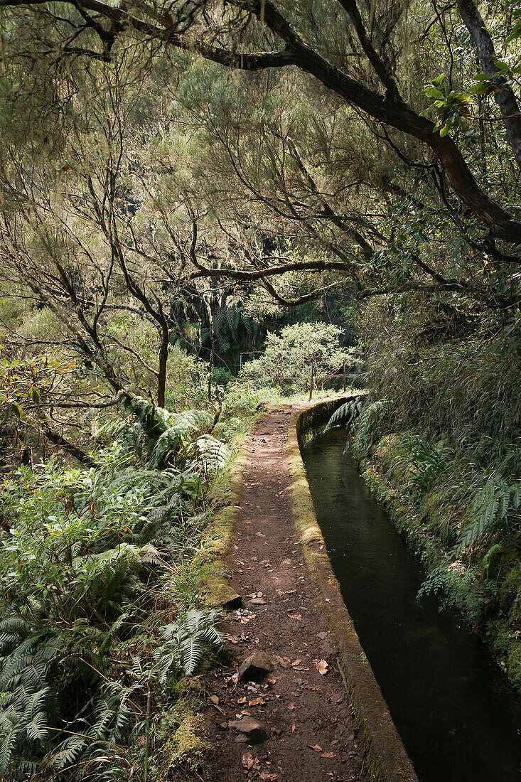 Wanderung an den Levadas, Levada do Norte mit Feenwald, Madeira, Portugal, Europa