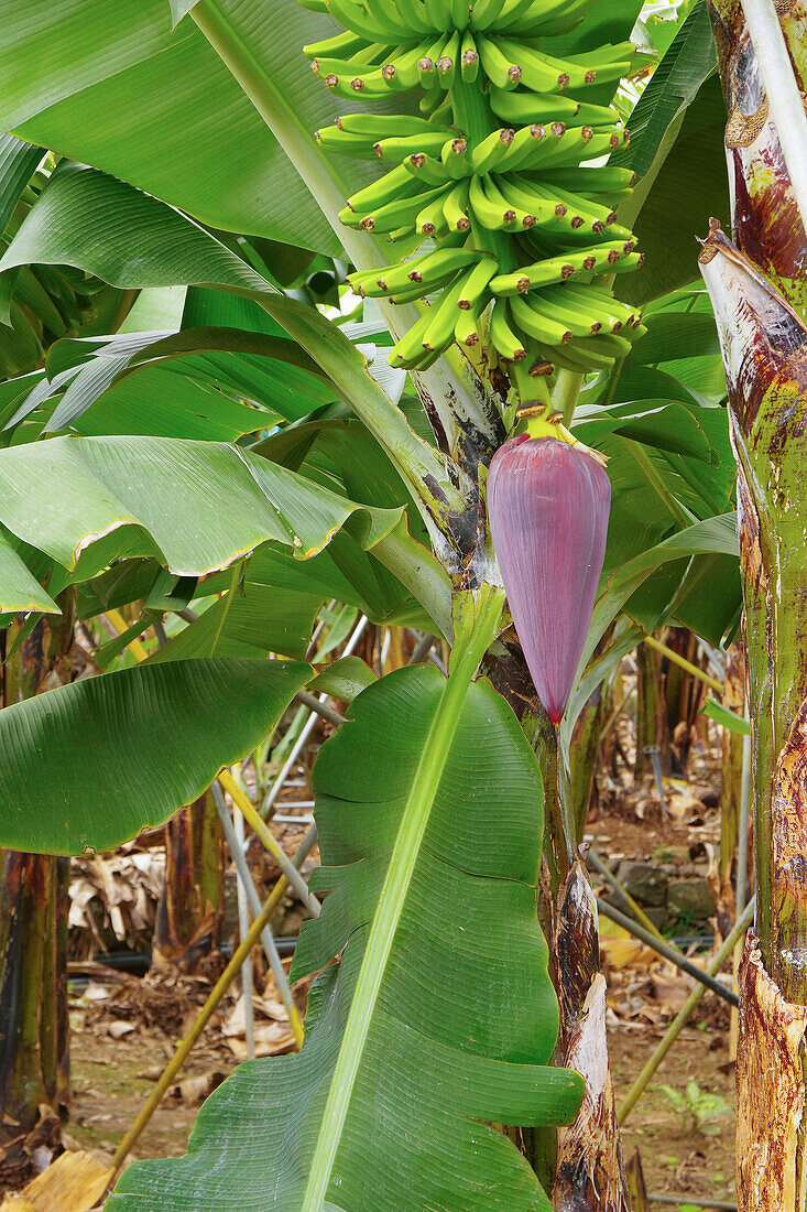  Madeira - Banana plantation in Madalena do Mar, flowering on the plant 