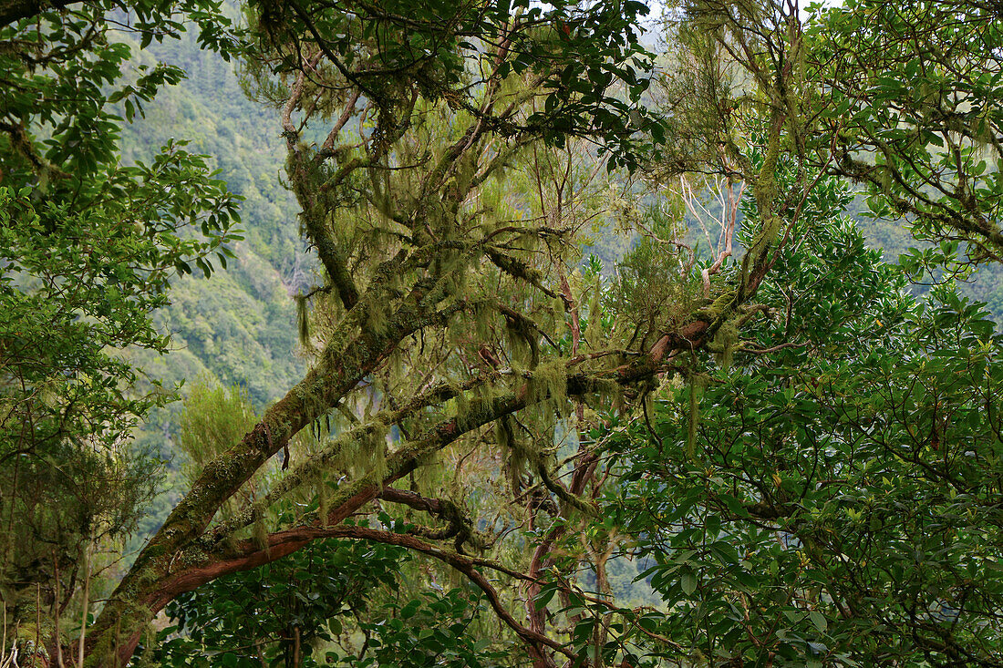 Parque Florestal das Queimadas mit Feenwald, Madeira, Portugal, Europa