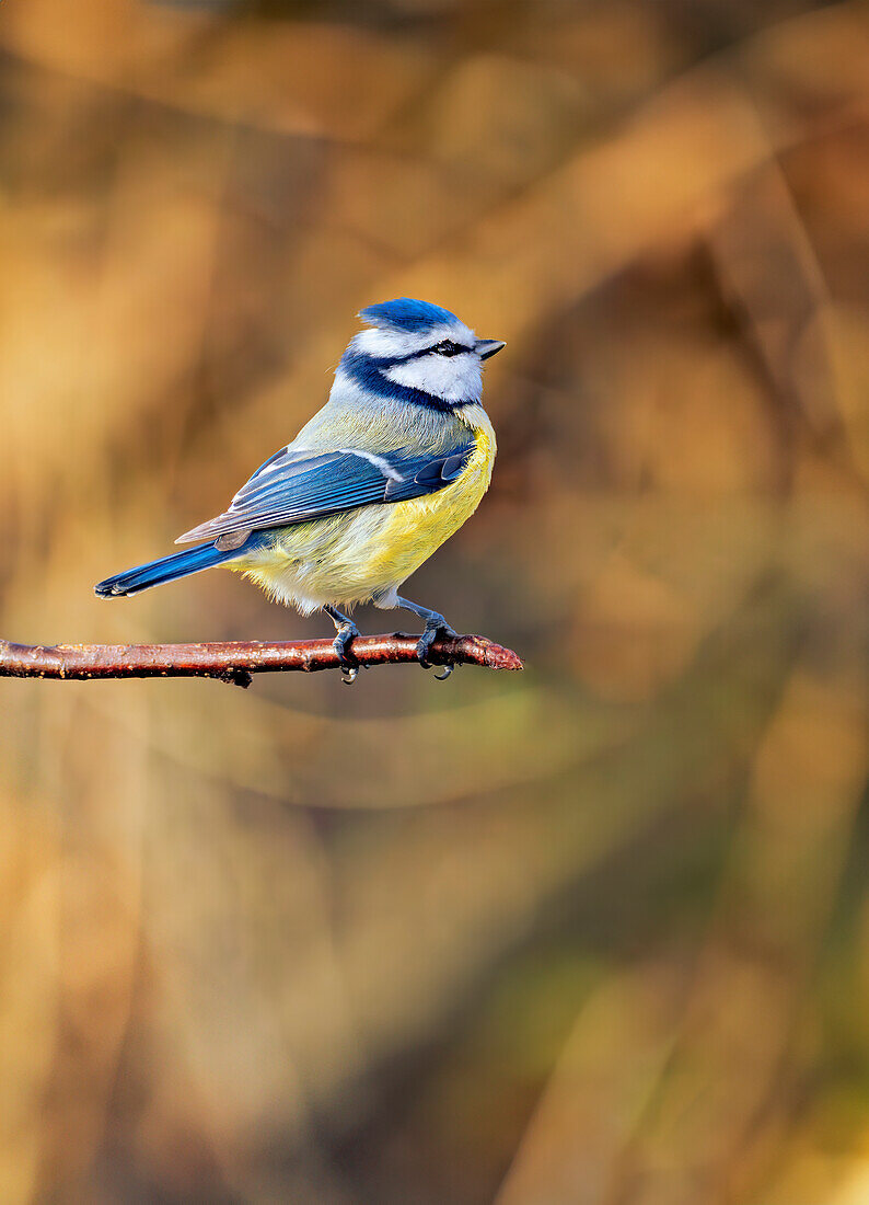  Blue tit in spring, Upper Bavaria, Germany 