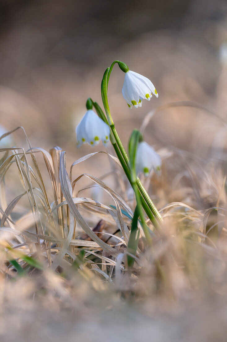 Märzenbecher im Wald, Bayern, Deutschland, Europa