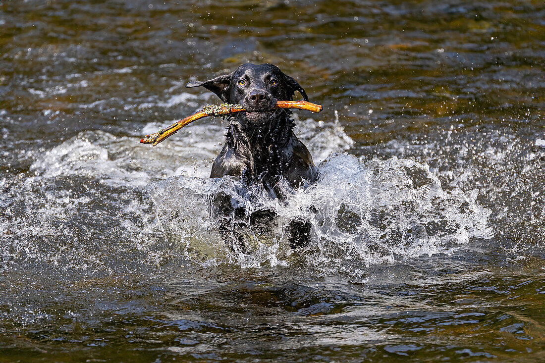 Junger Labrador spielt ausgelassen im Fluss