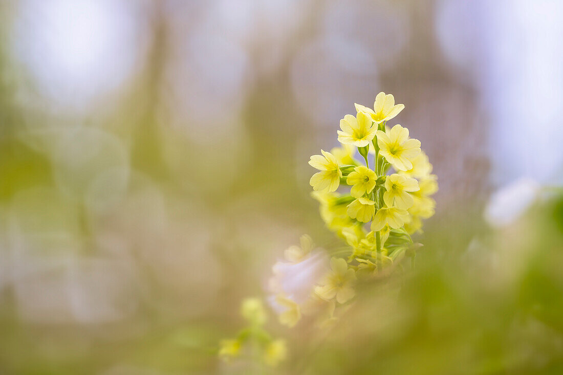  Cowslip in spring forest, Bavaria, Germany      