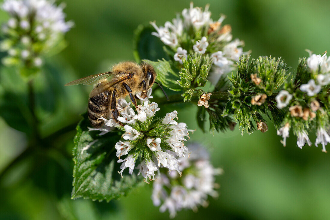 Fleißige Biene im Frühling, Bayern, Deutschland