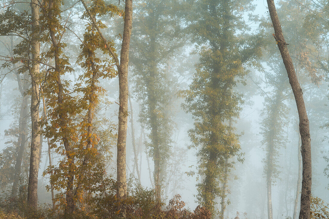  Morning mist in a forest near Chiusdino, Siena Province, Tuscany, Italy     