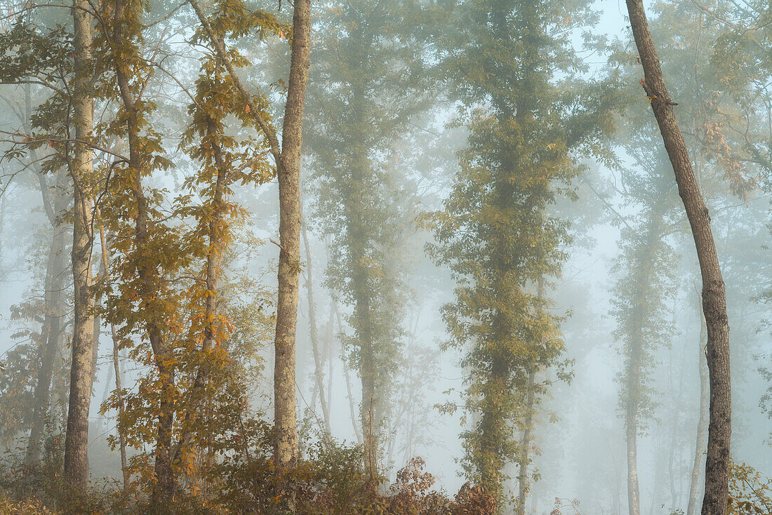 Morgennebel in einem Wald nahe Chiusdino, Provinz Siena, Toskana, Italien    