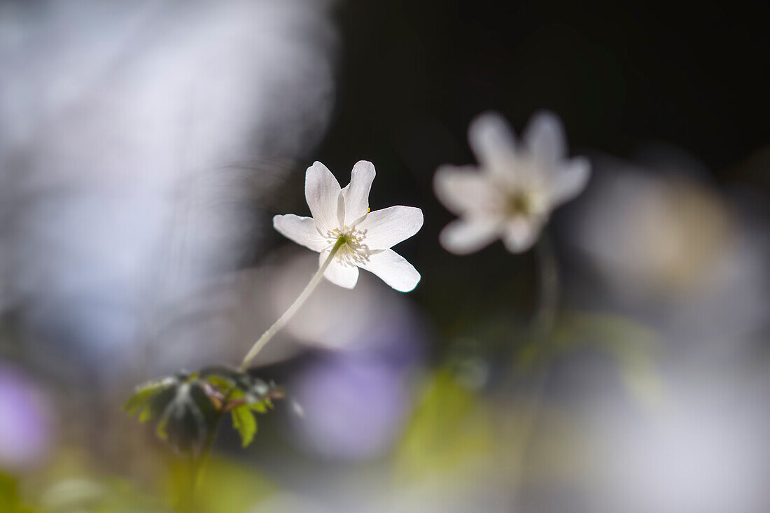  Wood anemone in spring forest, Bavaria, Germany   