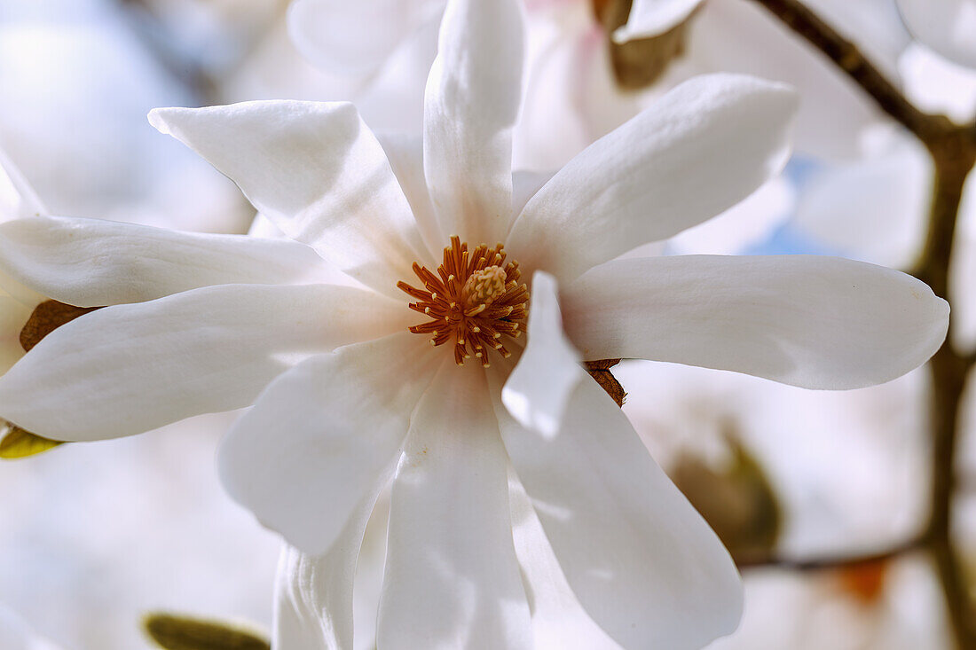  Flower of the Löbner Magnolia (Löbner&#39;s Magnolia, Magnolia × loebneri Kache, Great Star Magnolia) 