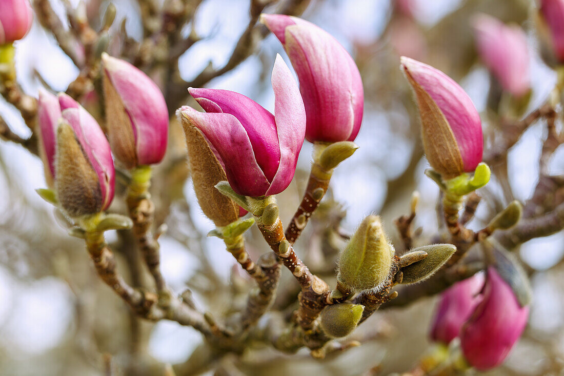 Zweige mit Blütenknospen der Garten-Magnolie (Magnolia x Soulangiana Triumphans Soul Bodin, Tulpen-Magnolie)