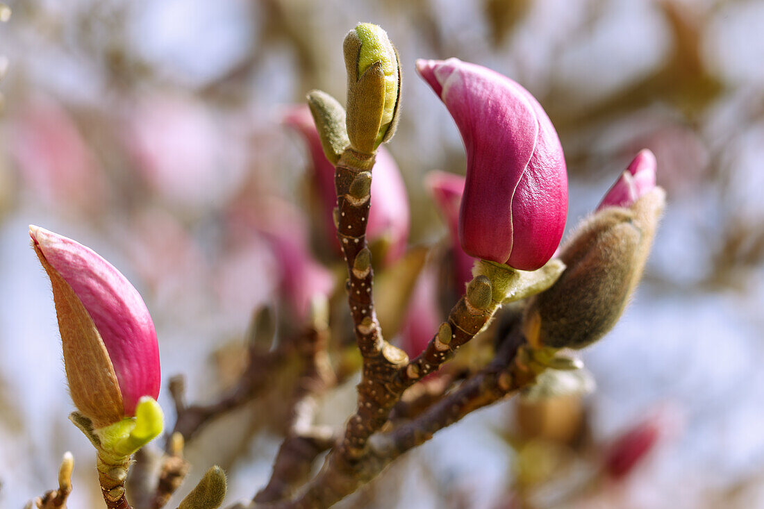 Blütenknospen der Garten-Magnolie (Magnolia x Soulangiana Triumphans Soul Bodin, Tulpen-Magnolie)