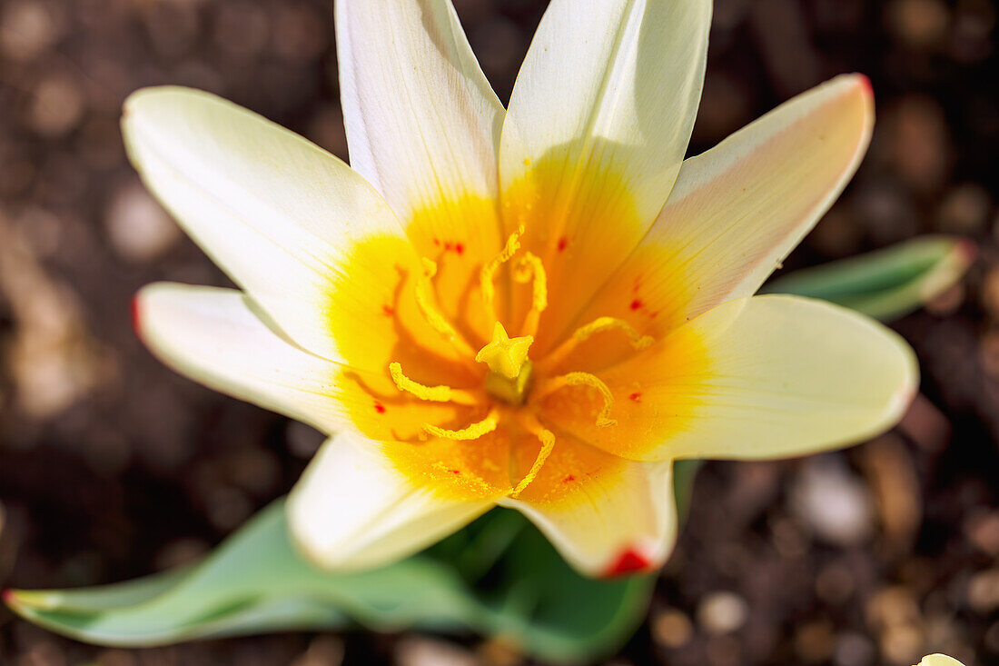 blühende Kaufmanns Tulpe (Tulipa Kaufmanniana 'The First', Seerosen-Tulpe) in Blumenbeet