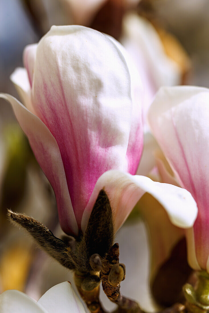 halb geöffnete Blüte der Yulan-Magnolie (Magnolia denudata)