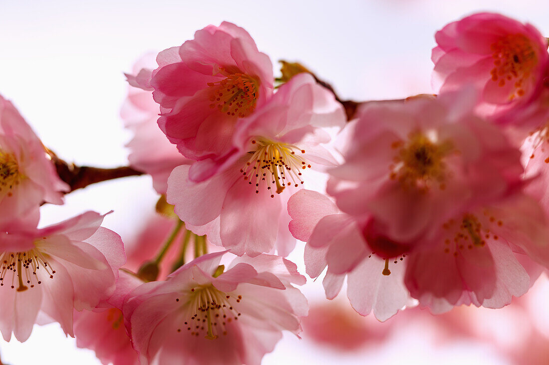  flowering Japanese mountain cherry (Prunus sargentii x subhirtella &#39;Accolade&#39;, early ornamental cherry, spring cherry) 