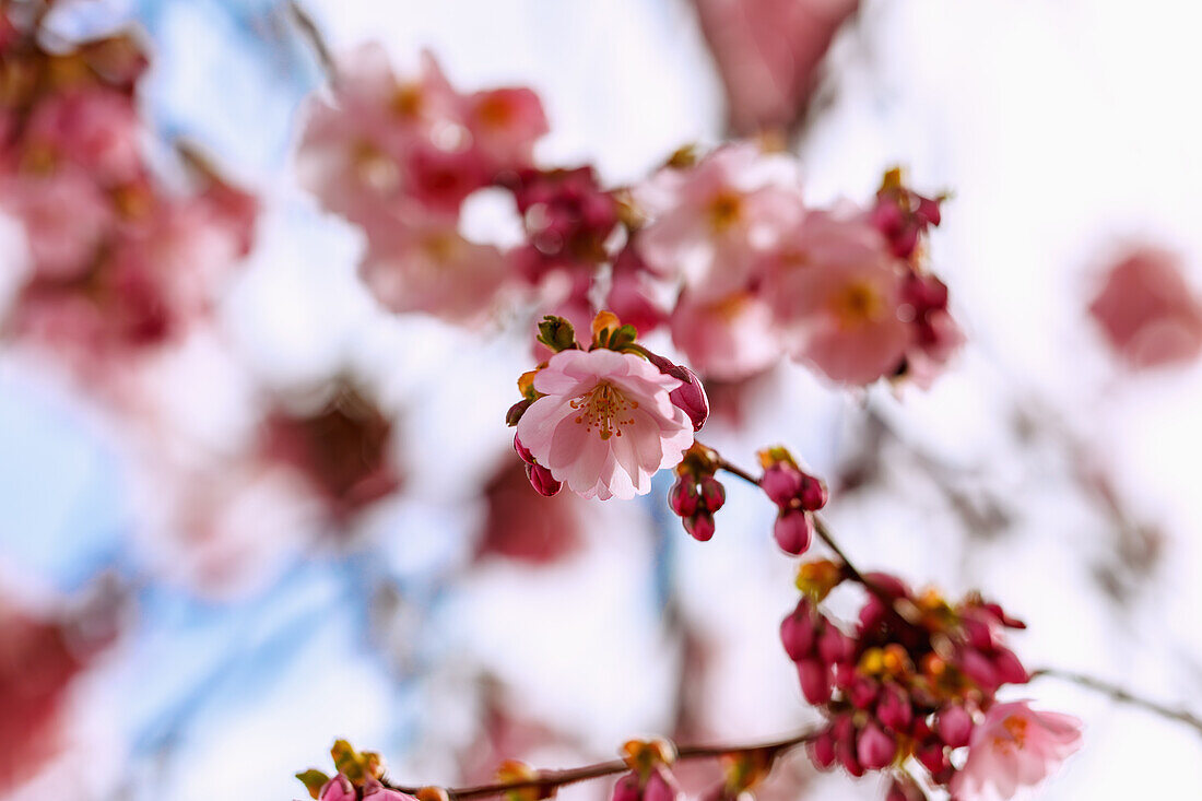 blühende japanische Bergkirsche (Prunus sargentii x subhirtella 'Accolade', frühe Zierkirsche, Frühlingskirsche)