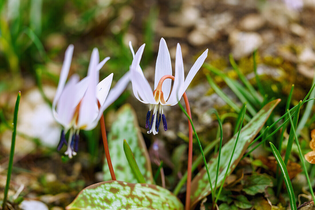  flowering dogtooth (Erythronium sens-canis) 