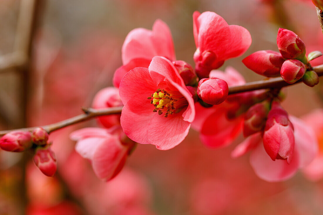 blühende Stolze Zierquitte (Chaenomeles x superba 'Rosea')