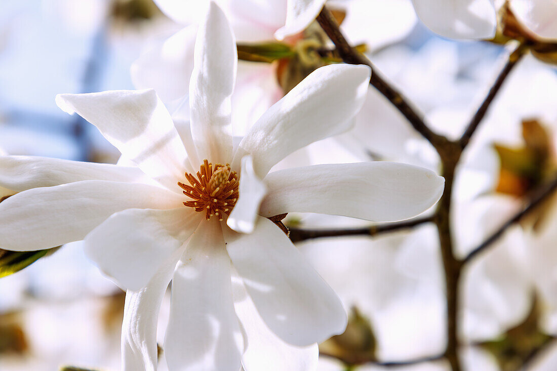 Blüten der Löbner-Magolie (Löbners Magnolie, Magnolia × loebneri Kache, Große Sternmagnolie)