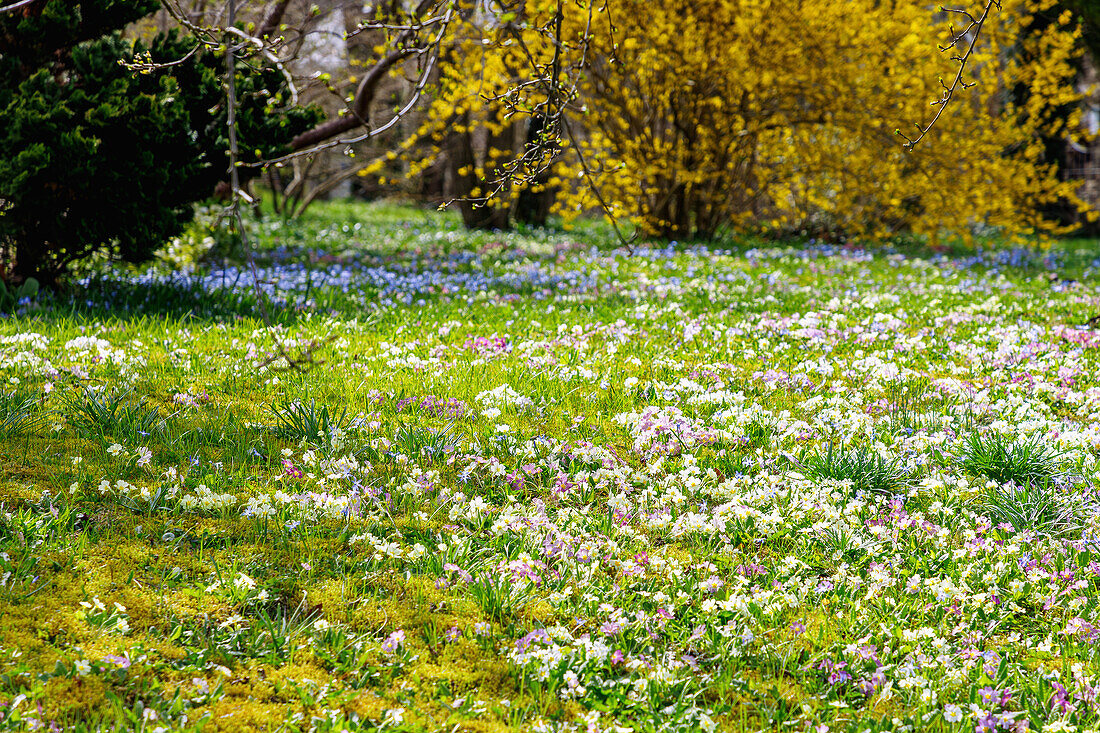  Meadow with blooming colorful primroses (Primula) and bluebells and forsythia in the background 