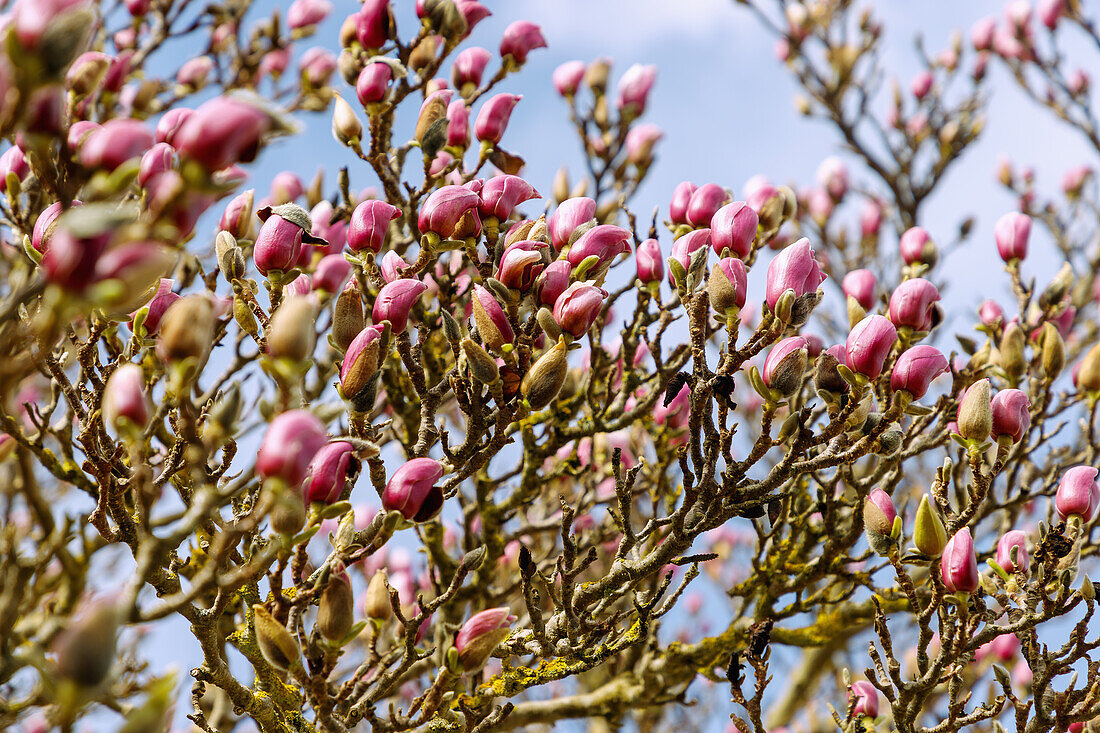 Zweige mit Blütenknospen der Garten-Magnolie (Magnolia x Soulangiana Triumphans Soul Bodin, Tulpen-Magnolie)