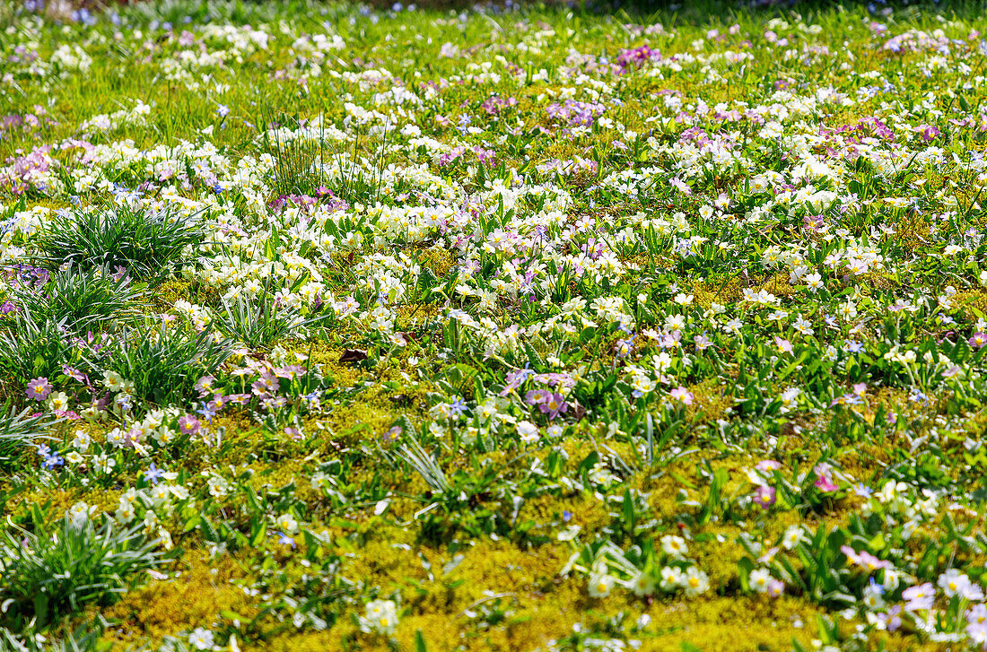 Wiese mit blühenden bunten Primeln (Primula) und Blausternen